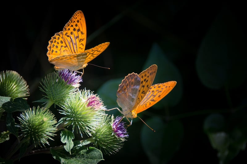 Avoiding Butterfly Effects