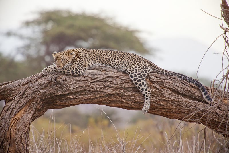 Time-Shift Safaris